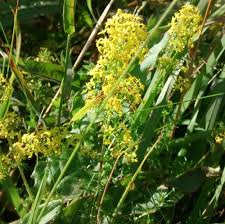 Image result for Galium verum
