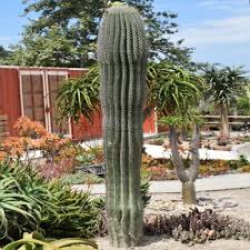 The holes that birds nested in or saguaro boots. Saguaro Cactus For Sale Mesa Gilbert Queen Creek A P Nursery