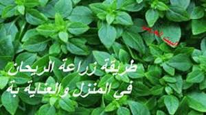طريقة زراعة الريحان في المنزل فوائد الريحان العلاجية والغذائية Herbs Blog Posts Blog