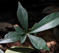 Image result for Afrohybanthus latifolius