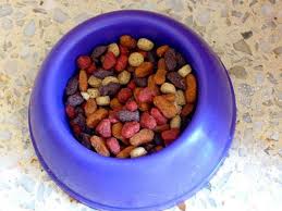 If thet aren't the (young aged dogs) then they can only eat dog food. The Side Effects And Risks Of A Dog Eating Cat Food Pethelpful By Fellow Animal Lovers And Experts
