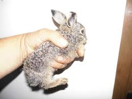 Iepuri de camp,referat iepurele de camp si iepurele de vizuina,campia romana,iepurele de camp ,comportamentul animalelor,specii si rase de animale iepurele de camp aspectul iepurelui este bine cunoscut de oamenii de toate virstele, ineit nu poate fi confundat cu nici un alt animal.lungimea. Iepuri Paunm68