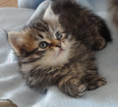 The siberian cat, also called the siberian forest cat, is an adventurous and athletically built cat who possesses a gentle and affectionate disposition. Siberian Kitten Hypoallergenic And Cute Siberian Kittens Baby Cats Cute Cats