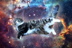 If you dream about kittens, especially newborn kittens, or about loudly mewing and unseen cats, it may be an indication that you feel vulnerable and unable to get help. Cat Dreams Reasons Interpretation Mysticism