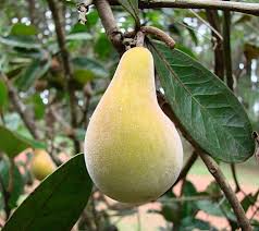 Image result for Eugenia malangensis