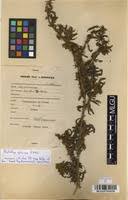 Image result for Kotschya