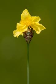 Image result for Xyris erubescens