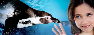 Hotel Majestic, 4 stelle hotel con piscina a Gabicce Mare, Riviera  Adriatica