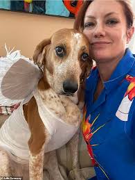 Adopted lab animals rescued from 'secret' USDA facility