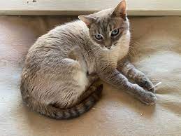 Why Do Cats Like Earwax Gross Or Not Kitty S Ear Fixation Explained