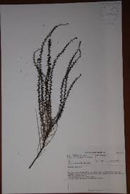 Image result for Jamesbrittenia burkeana