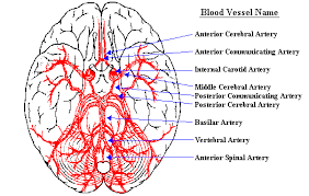 At the same time, blood vessel double labeled for brdu and reca were present in remote areas relative to the stroke lesion (figure 3h , arrows) and in the figure 4. Neuroscience For Kids Blood Supply Of The Brain