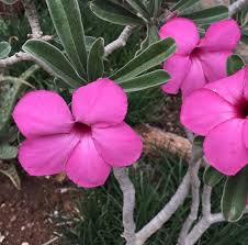 Image result for Adenium swazicum