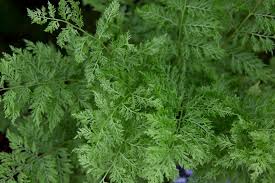 Image result for Cycnium filicalyx