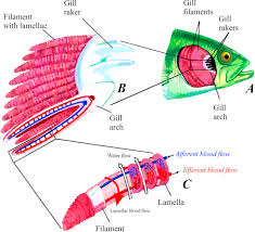Gill An Overview Sciencedirect Topics