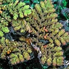Image result for Azolla pinnata
