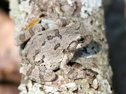 It is also known as eastern gray tree frog, tetraploid gray treefrog, or common gray tree frog. Signs Of Spring 12 Tree Frogs Ecologist S Notebook