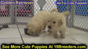 Maybe you would like to learn more about one of these? Golden Retriever Puppies For Sale California Craigslist 07 2021