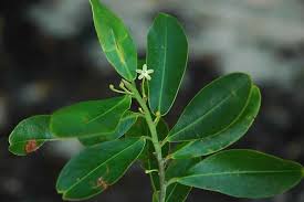 Image result for Aneulophus