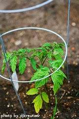 For one plant, you need a container that is at least 1 square foot, but 2 square feet is better. Tomato Cages And Stakes
