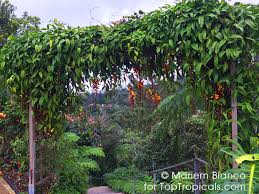 Image result for Thunbergia mysorensis