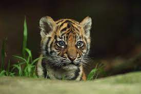 Rare Indochinese Tigers Spotted In Thailand Bolstering Hope For Nearly Extinct Species Cute Tiger Cubs Animals Cubs Wallpaper