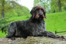 Image result for griffon korthalsův