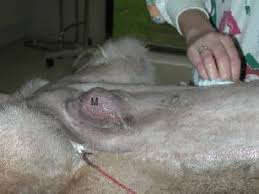 American society of clinical oncology. Animal Surgical Center Of Michigan Veterinarian In Flint Mi