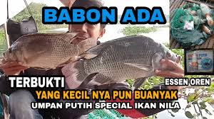 Mancing ikan mas empang bang topay hadiahnya woww. Terbukti Umpan Putih Special Ikan Nila Dan Essen Si Oren Babon Pun Doyan Apalagi Ikan Yang Kecil Youtube