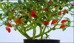 Image result for Impatiens keilii