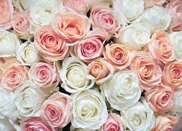 White And Pink Roses Background Pink Roses Background White Roses Background White And Pink Roses