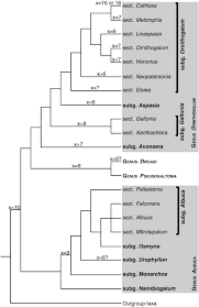 Image result for Dipcadi longifolium