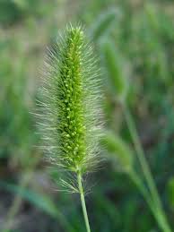 エノコログサ 植物写真鑑