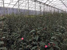 Find here details of companies selling plant nursery, for your purchase requirements. Wendell Nursery S Opening Day Will Include Artists And Free Lectures On Apr 20 The Grey Area News