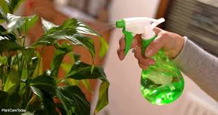 I did a little more reading and it sounds like in australia its illeagal or at least they look at it as very harmful. Healthy Houseplants Learn Care Tips And Dealing With The Trouble Signs