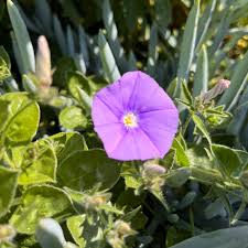 Image result for Convolvulus ocellatus