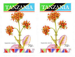 Image result for Kalanchoe velutina