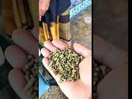 Ternak ayam ~ dedak merupakan limbah pengolahan gabah menjadi beras, sebagai negara yang telah berswasembada beras, tentunya dedak cukup banyak di indonesia. Mesin Pellet Dedak Haiwan Ternakan Youtube