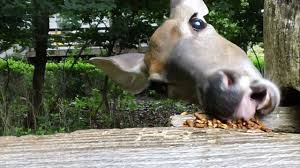 Check spelling or type a new query. What Do Deer Eat About Deer Online Biology Dictionary