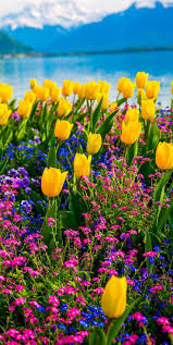 Winterbourne stood there beside it, with a number of other mourners, a number larger than the scandal excited by the young lady's career would have led you to expect. Latest Snap Shots Yellow Tulip Thoughts Extended Dwell The Tulip Flower This Particular Colorful Jewel Now For In 2021 Tulips Flowers Spring Flowers Amazing Flowers