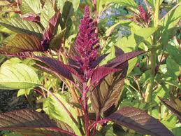 Amaranthus plants are usually large bushy plants that normally grow between 90 and 130 cm (three to five feet) in height. Amaranth Attracts Bees Butterflies And Birds Cape Gazette