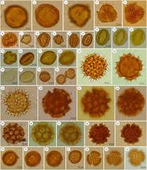 Image result for Agelanthus longipes