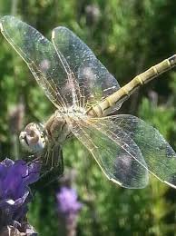 Black And Blue Dragonfly Uk Pin By Cheryl Lynn On Mariquitas Dragonfly Art Damselfly Gossamer Wings