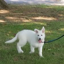 We did not find results for: Shepherd Of The Hills White German Shepherds Home Facebook