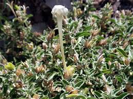 Image result for Barleria tanzaniana