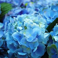We did not find results for: Why Aren T There More Blue Flowers