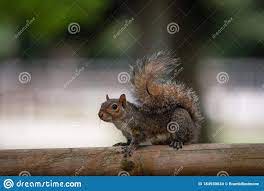 Photo About Free Gray Squirrel In A City Park Small Rodent Image Of Curious Looking Brown 184930034 Park City Squirrel Park