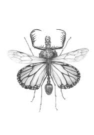 Black And White Insect Drawings Insect Hybrids Black White Illustrations Entimology Dieren