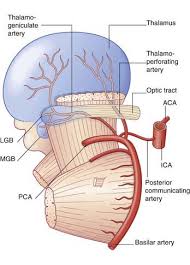 Image result for Posterior Circulation