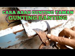 Check spelling or type a new query. Cara Asah Gunting Taman Gunting Ranting Gunting Dahan Youtube